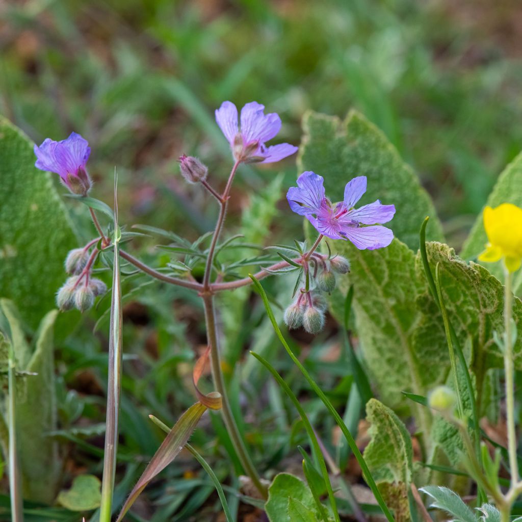 Géranium vivace tubéreux - Geranium tuberosum