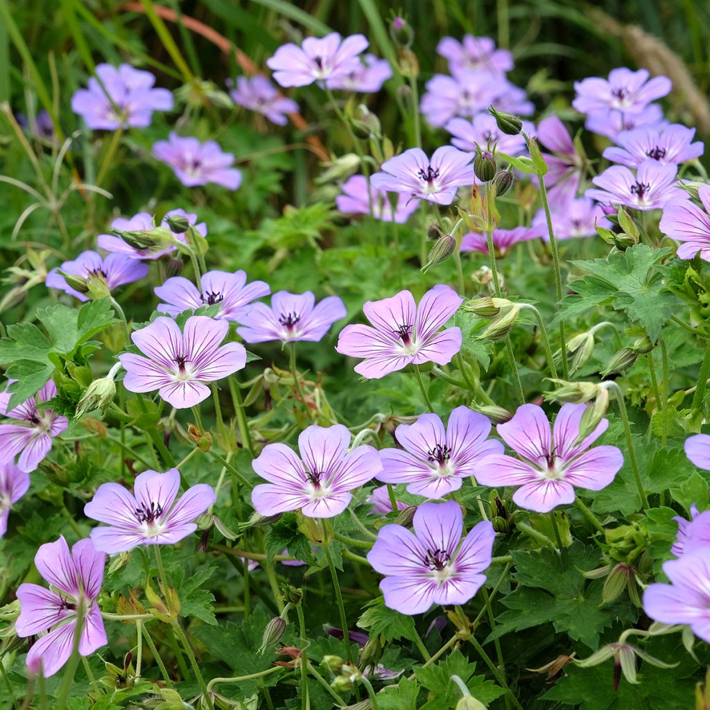 Geranium vivace wallichianum Havana Blues