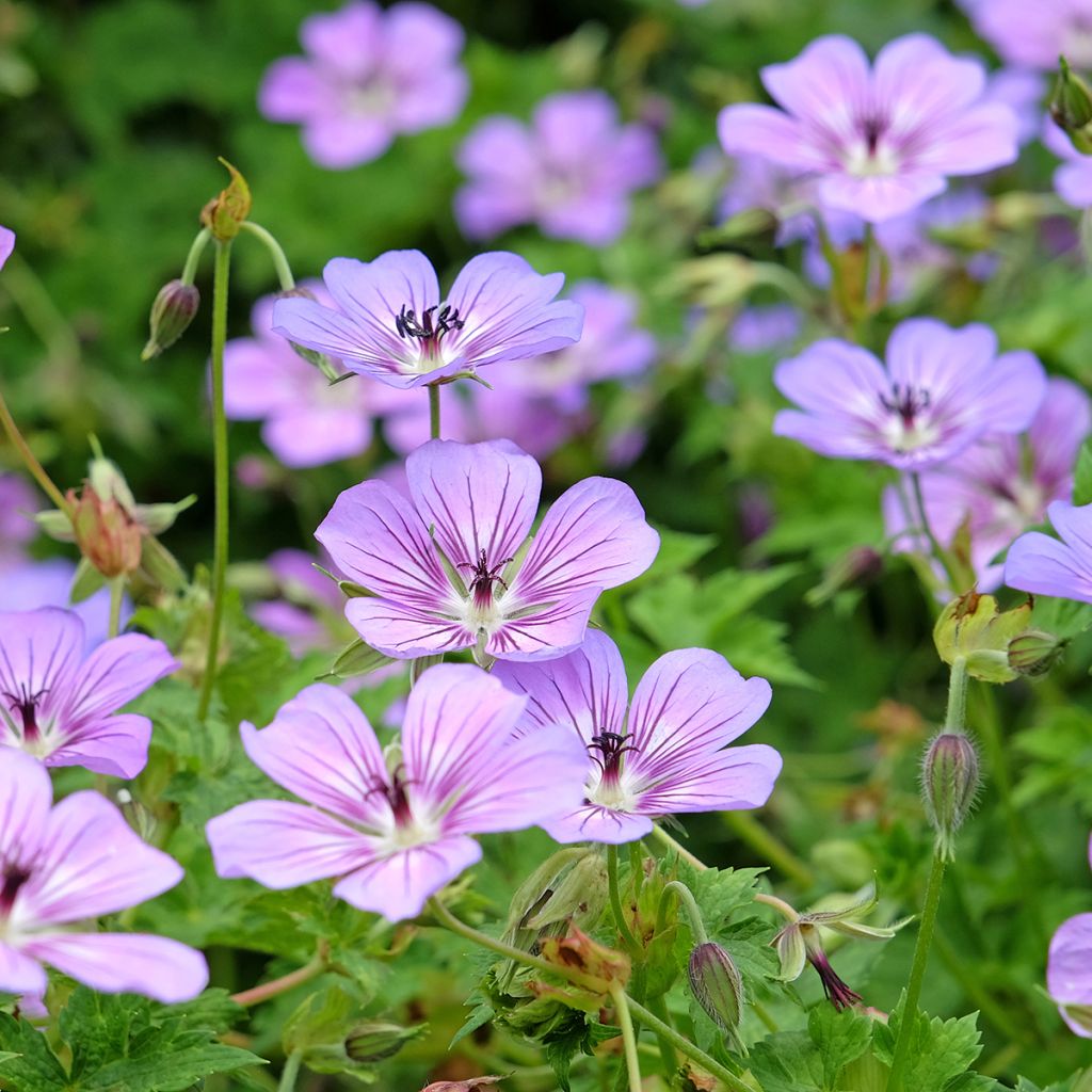 Geranium vivace wallichianum Havana Blues