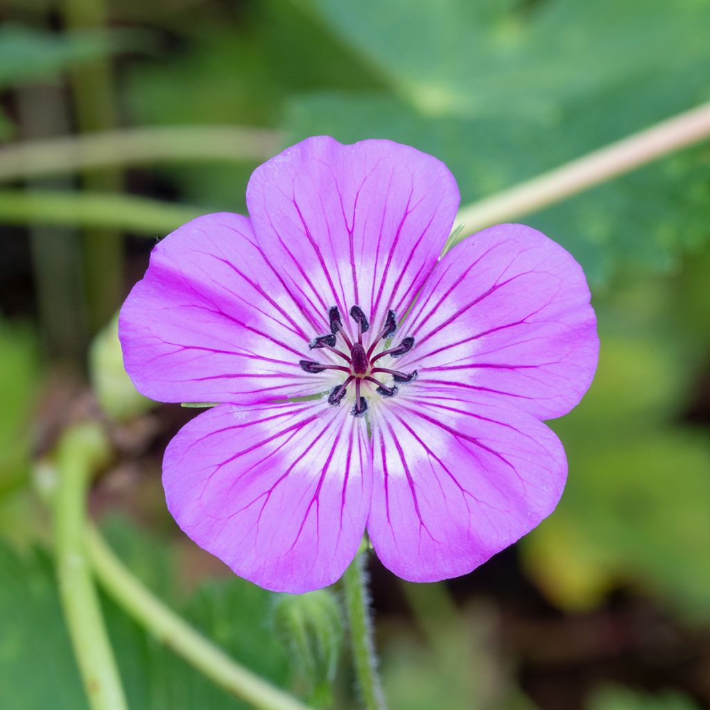 Geranium vivace wallichianum Magical All Summer Delight