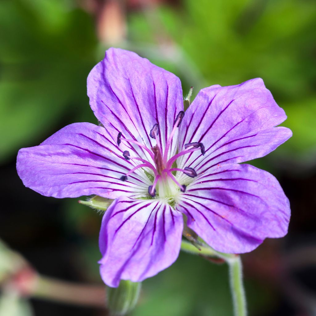 Géranium vivace wlassovianum