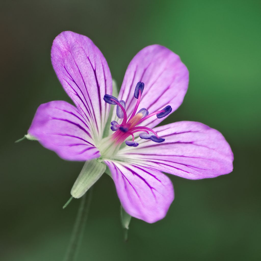 Géranium vivace wlassovianum