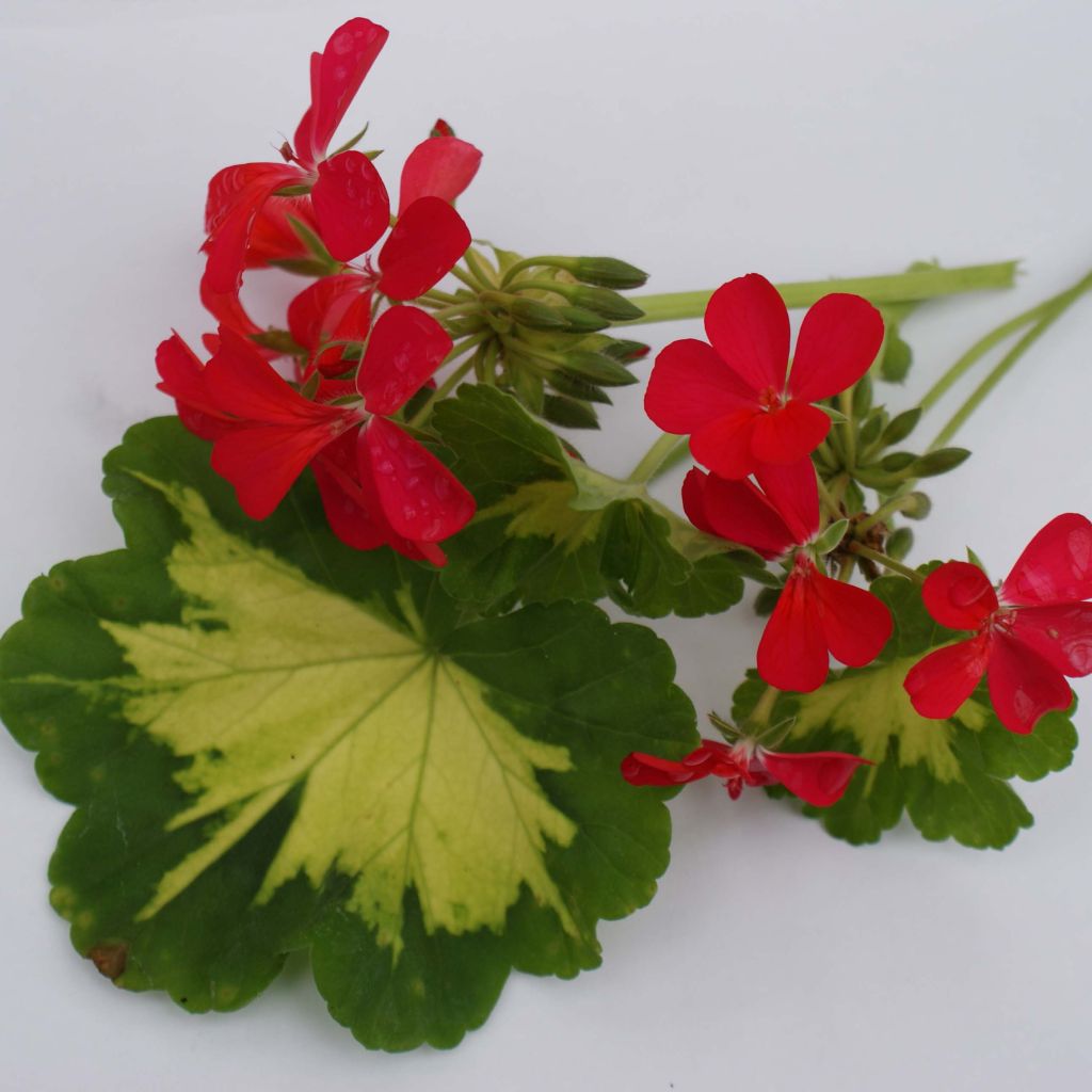 Geranium zonale Happy Thought - Pelargonium fantaisie