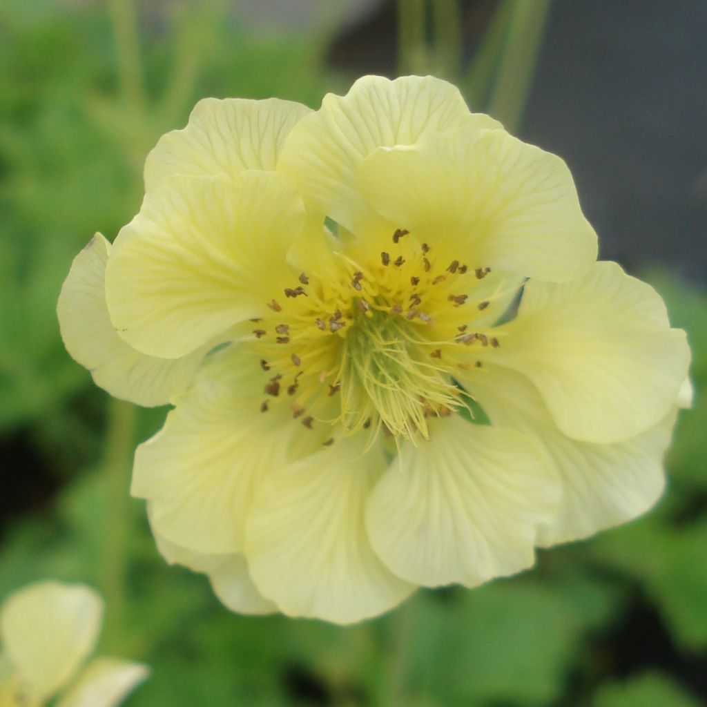 Geum Banana Daiquiri - Benoîte hybride jaune citron clair