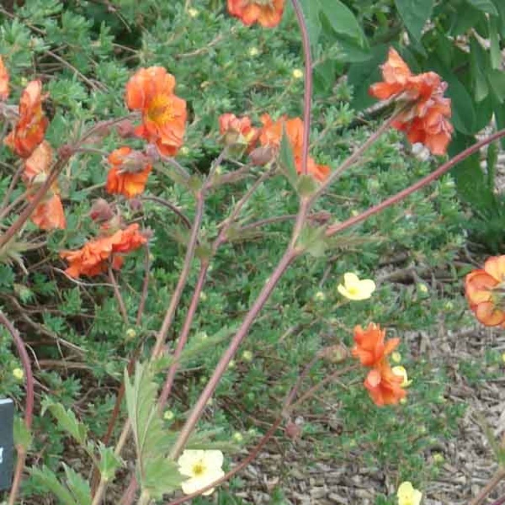 Geum coccineum Borisii - Benoîte orange