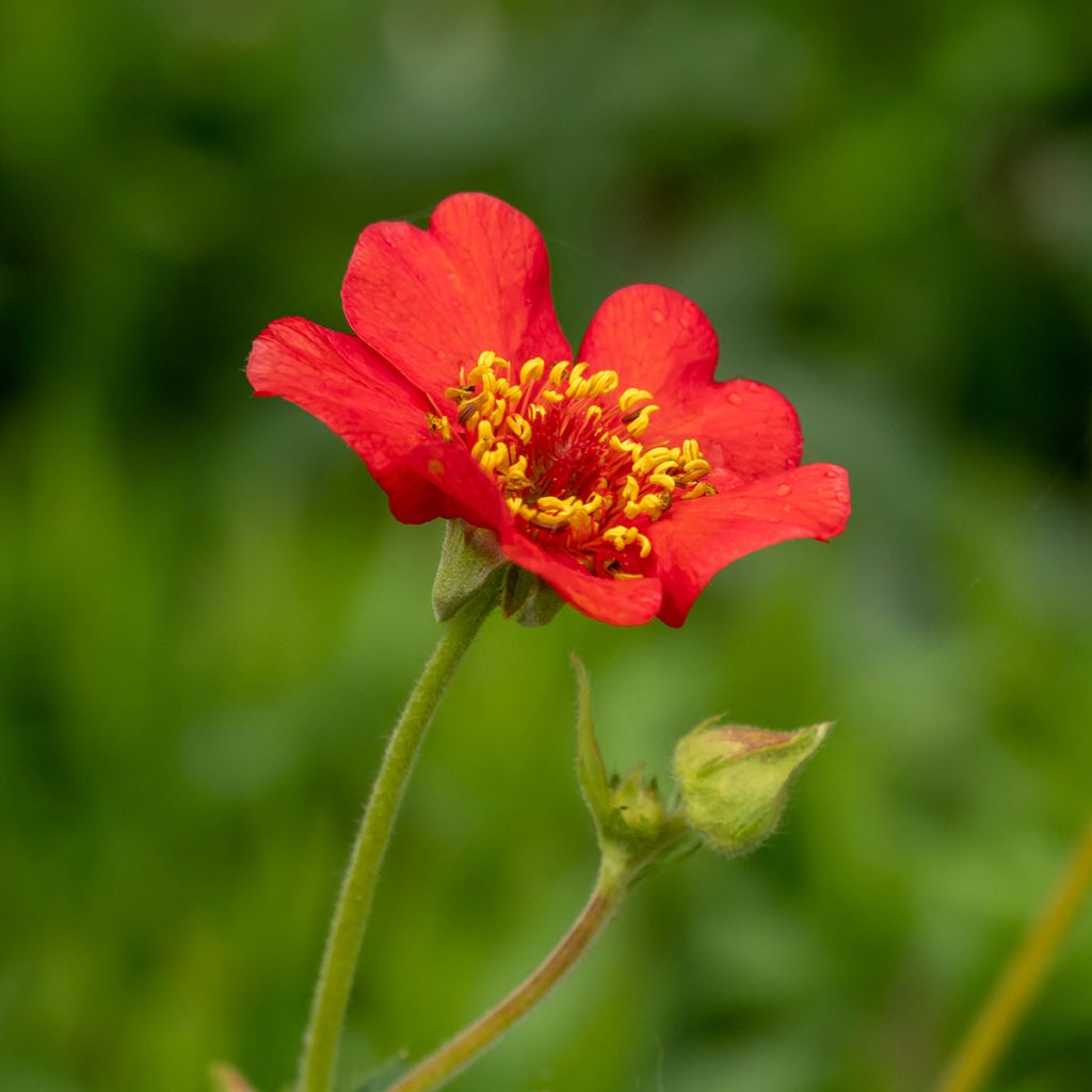 Geum Feuerball - Benoîte rouge-orangé 