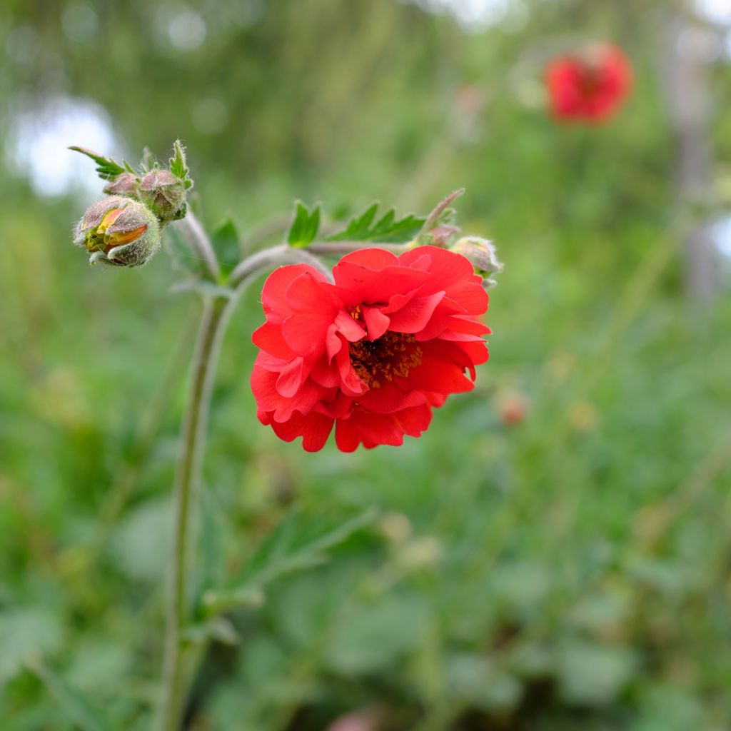 Geum Feuerball - Benoîte rouge-orangé 