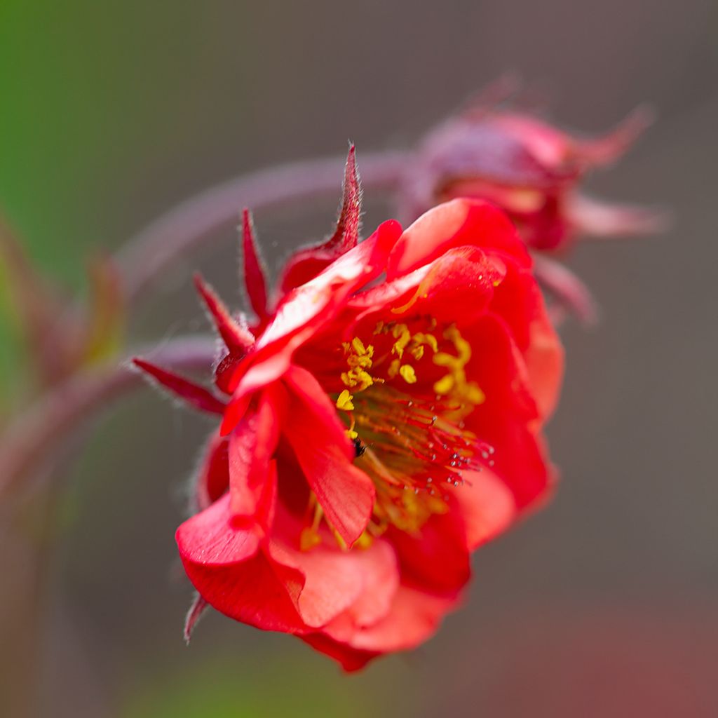 Geum Flames of Passion - Benoîte rose teintée de rouge