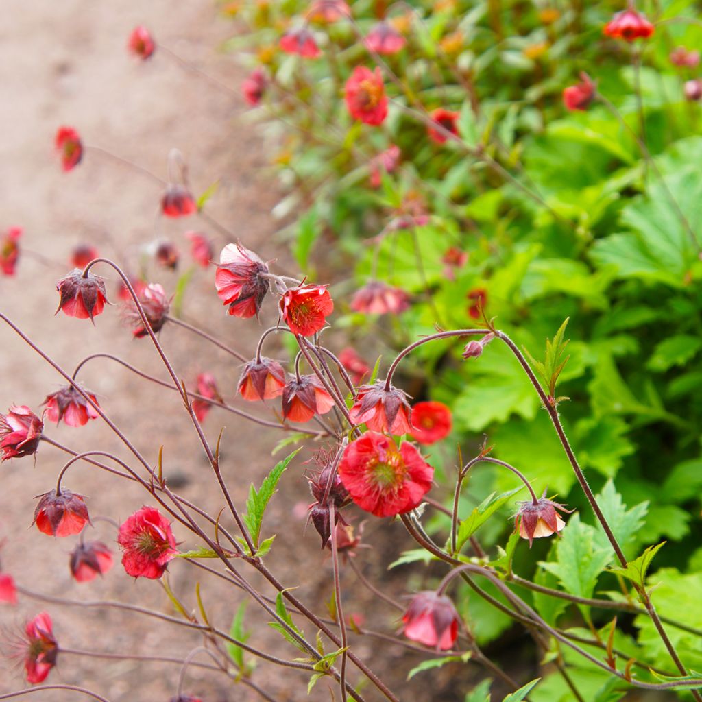 Geum Flames of Passion - Benoîte rose teintée de rouge