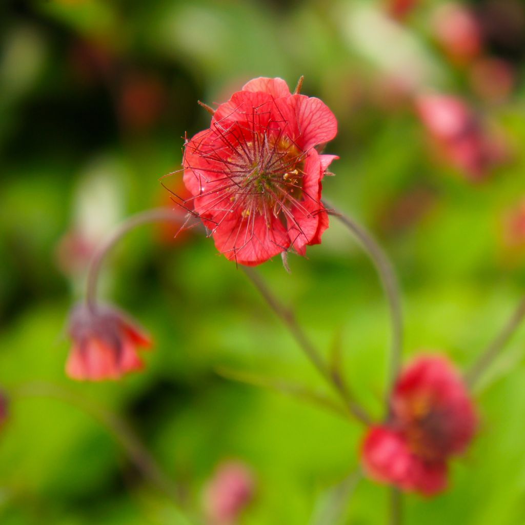 Geum Flames of Passion - Benoîte rose teintée de rouge