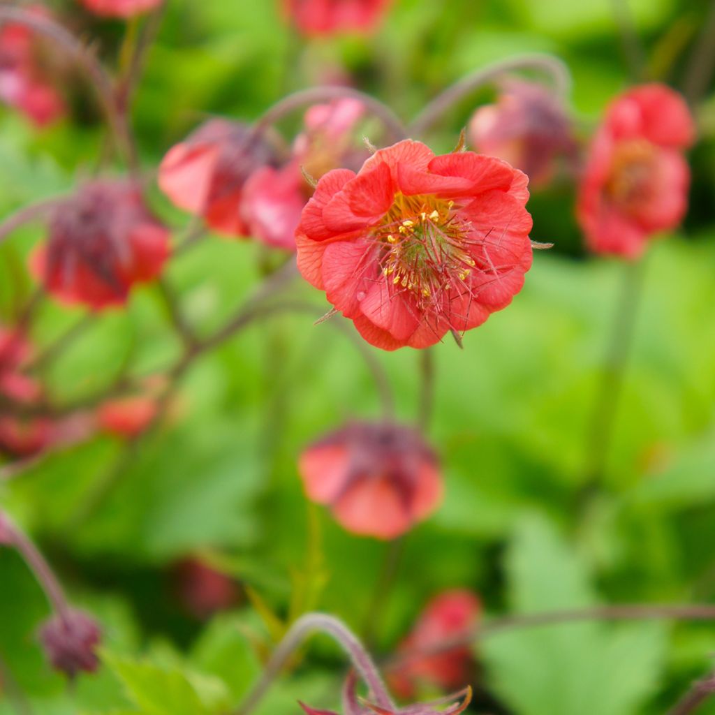 Geum Flames of Passion - Benoîte rose teintée de rouge