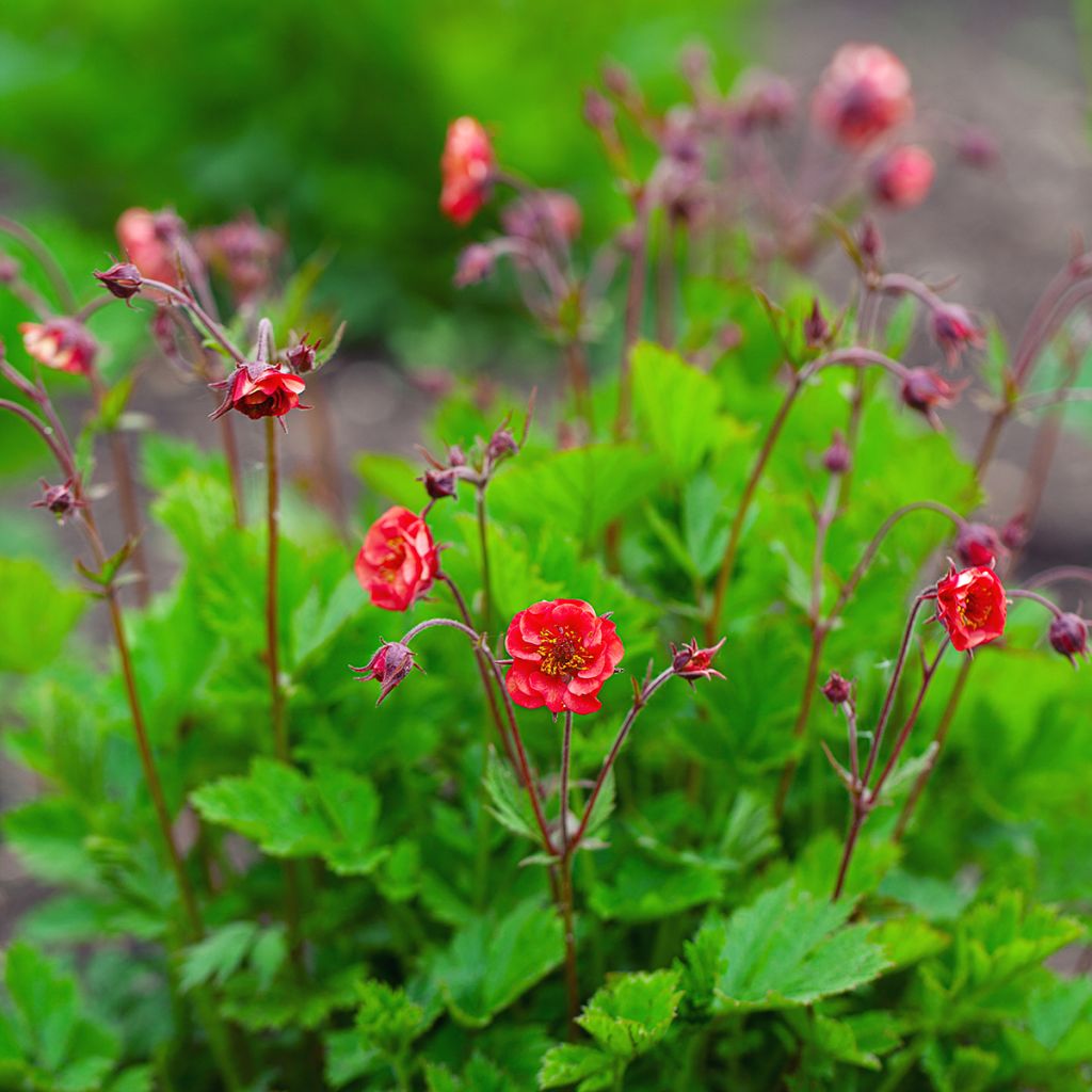 Geum Flames of Passion - Benoîte rose teintée de rouge