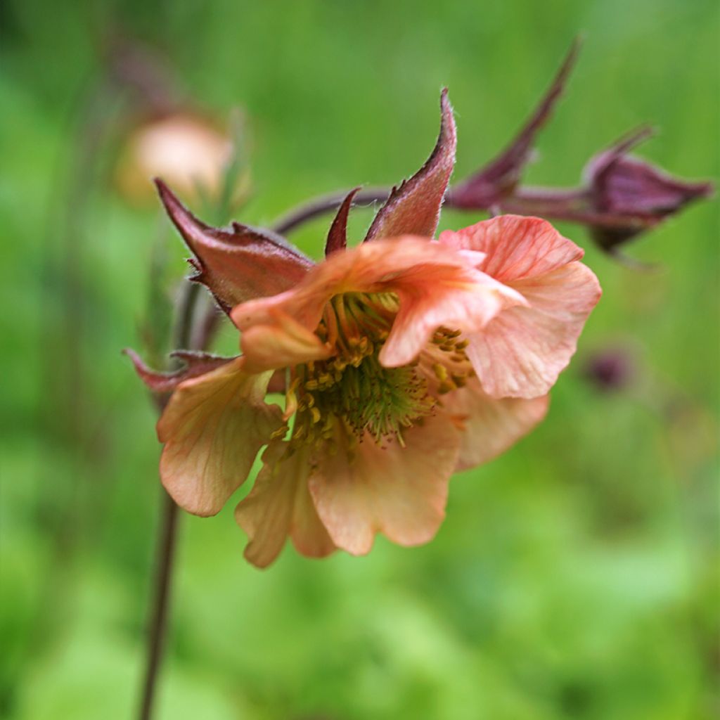 Geum Mai Tai - Benoîte saumon abricot 