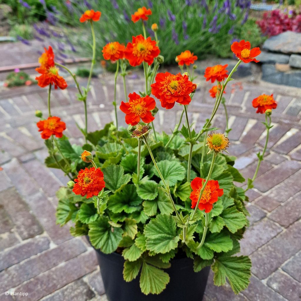 Geum Orange Pumpkin - Benoîte