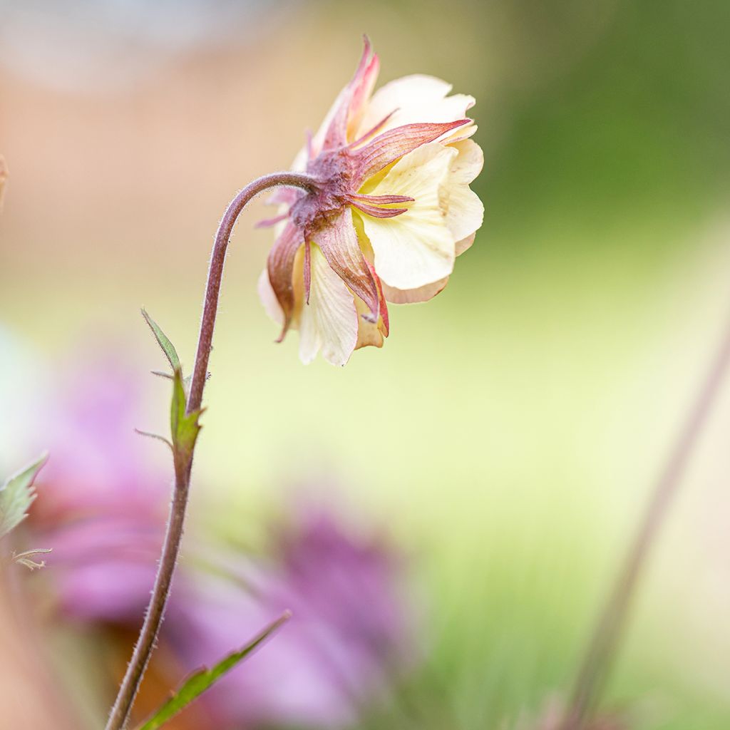 Geum Pretticoats Peach - Benoîte 