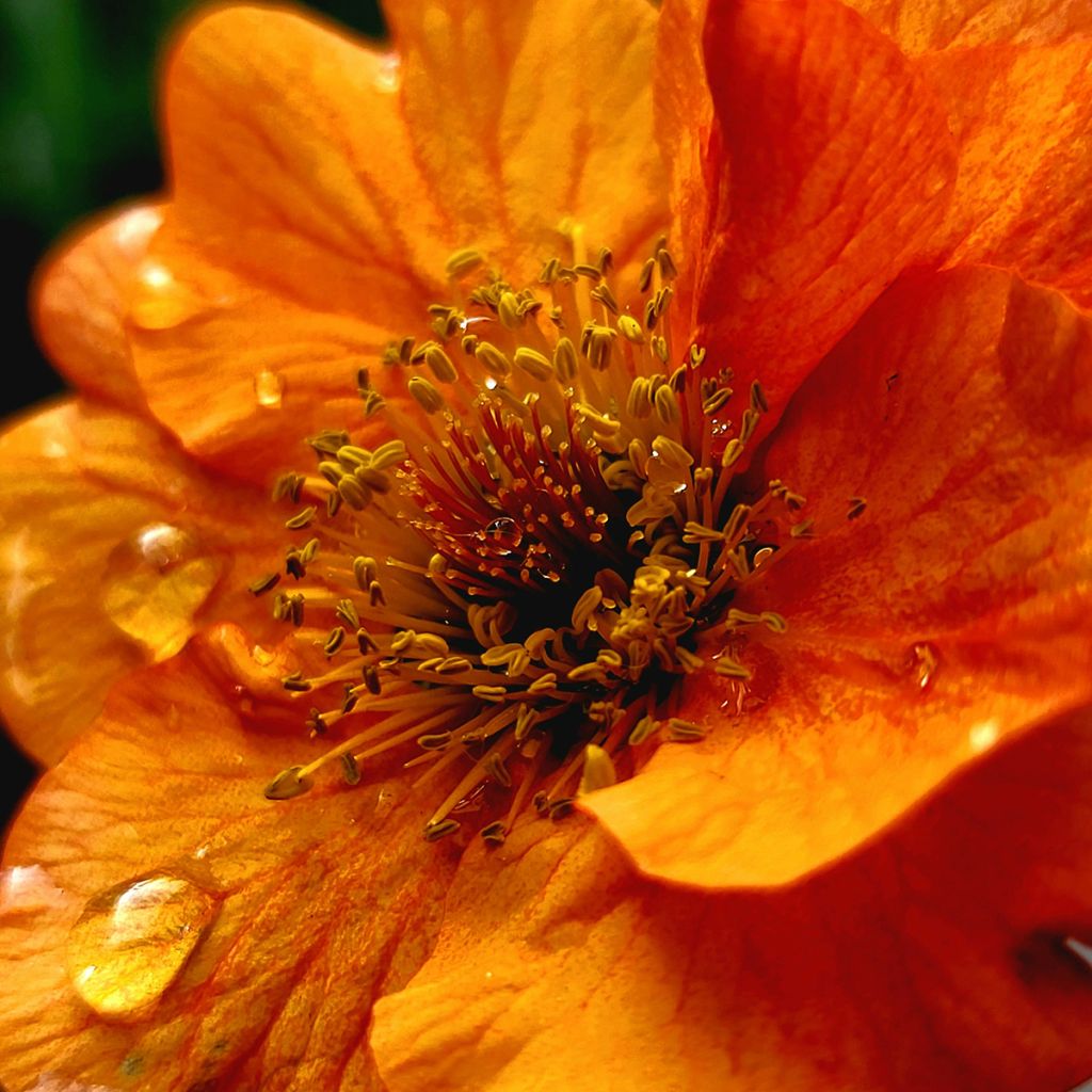 Geum Prinses Juliana - Benoite orange et jaune