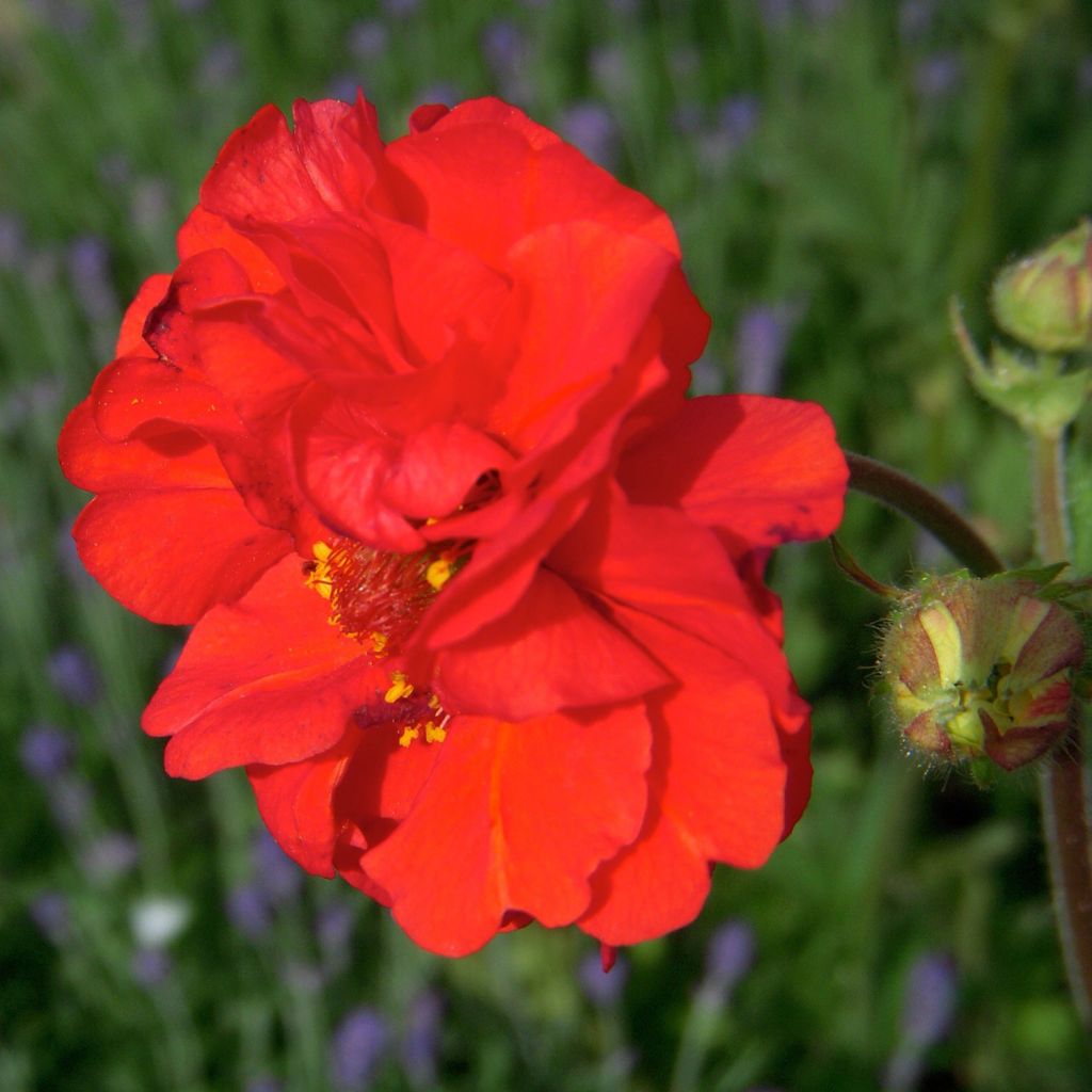 Benoîte, Geum Red Wings