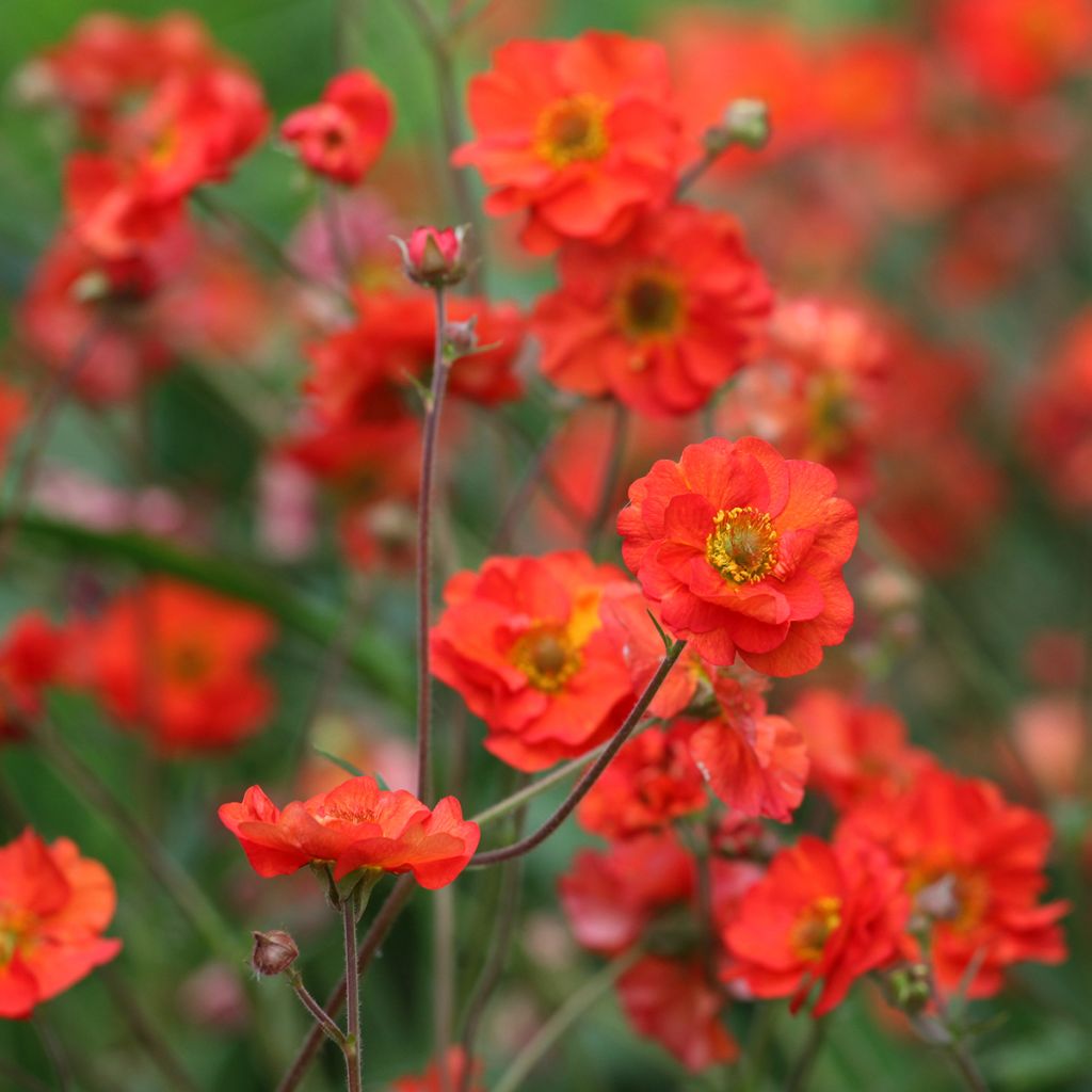 Geum Scarlet Tempest - Benoîte hybride