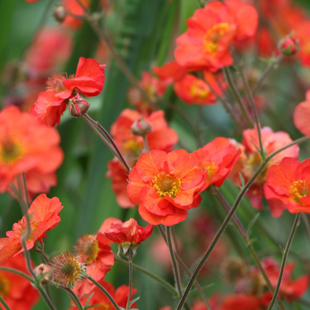 Geum Scarlet Tempest - Benoîte hybride