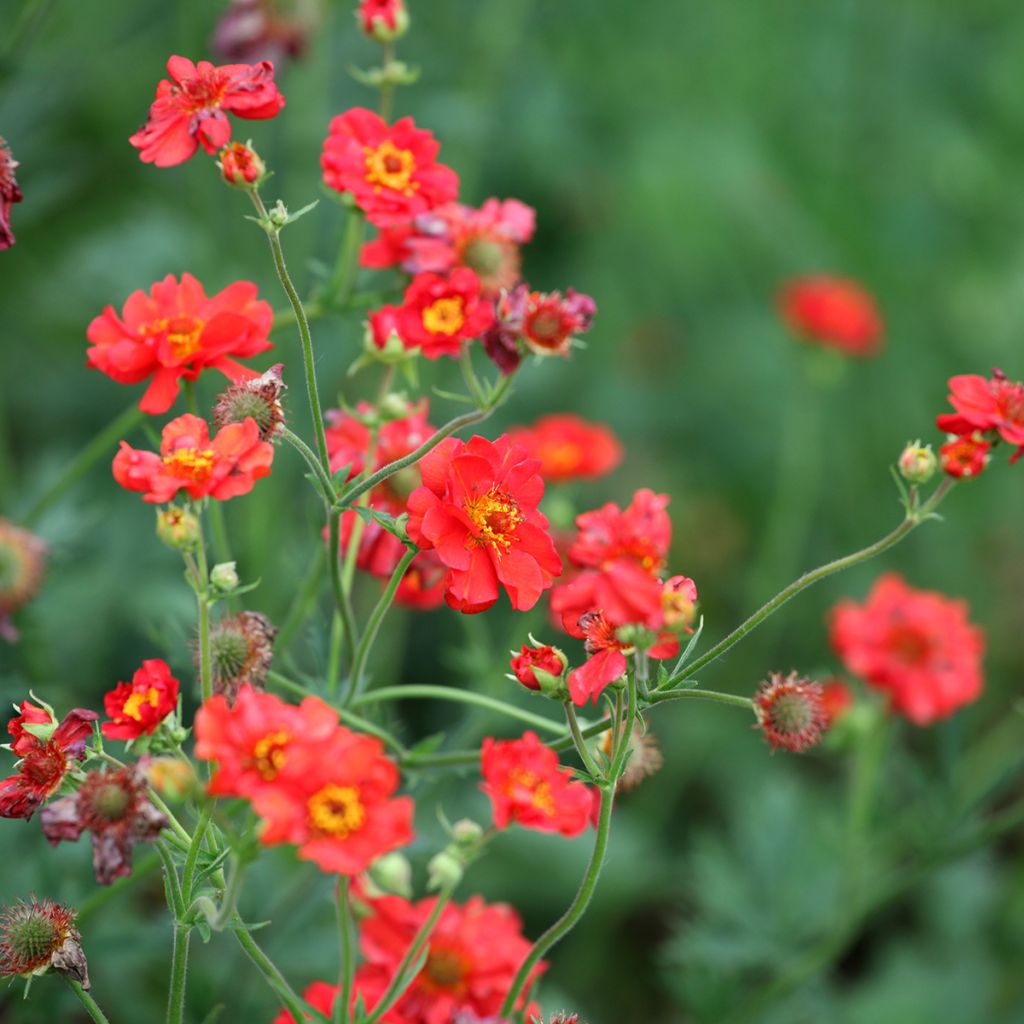 Geum Scarlet Tempest - Benoîte hybride