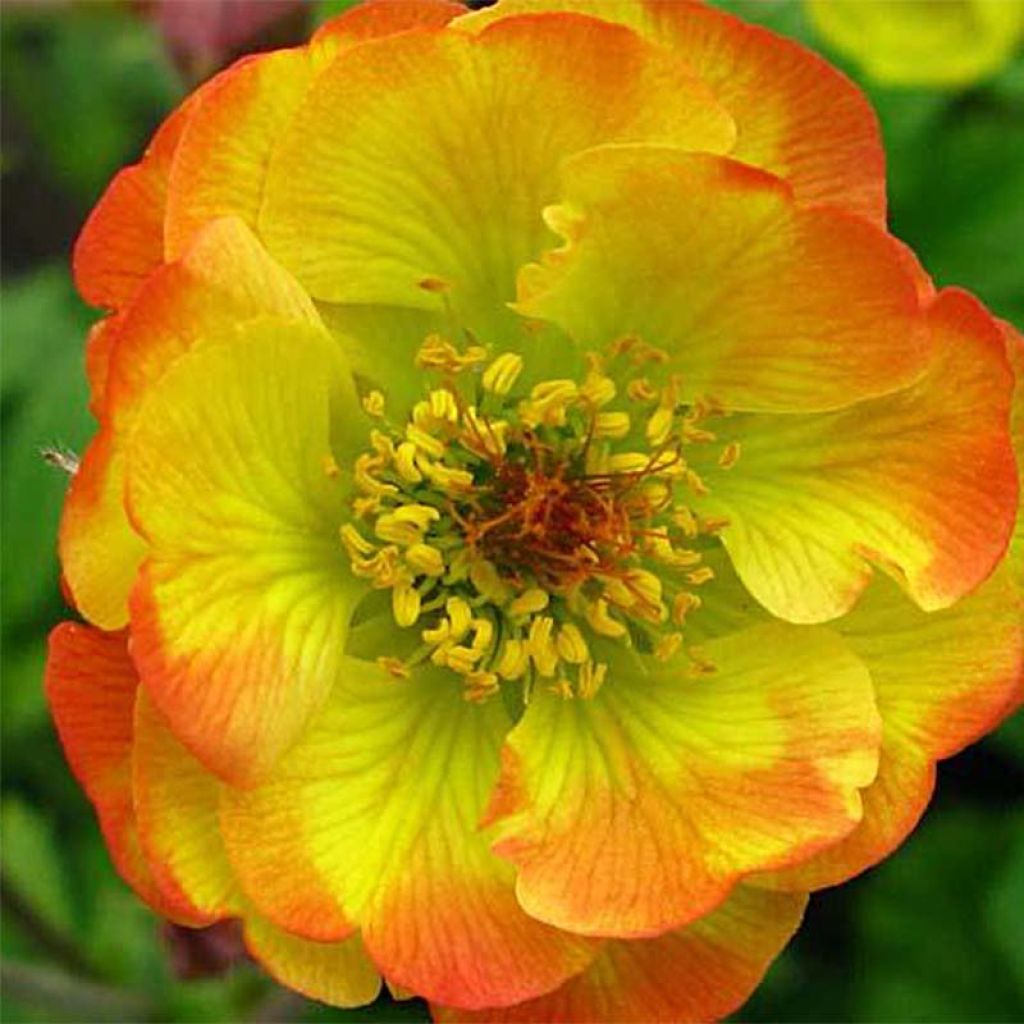 Geum Tequila Sunrise - Benoîte