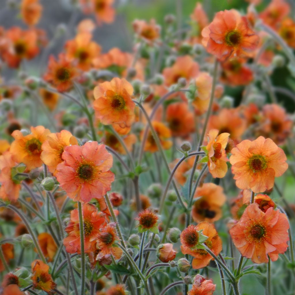 Geum Totally Tangerine - Benoîte orange vif.