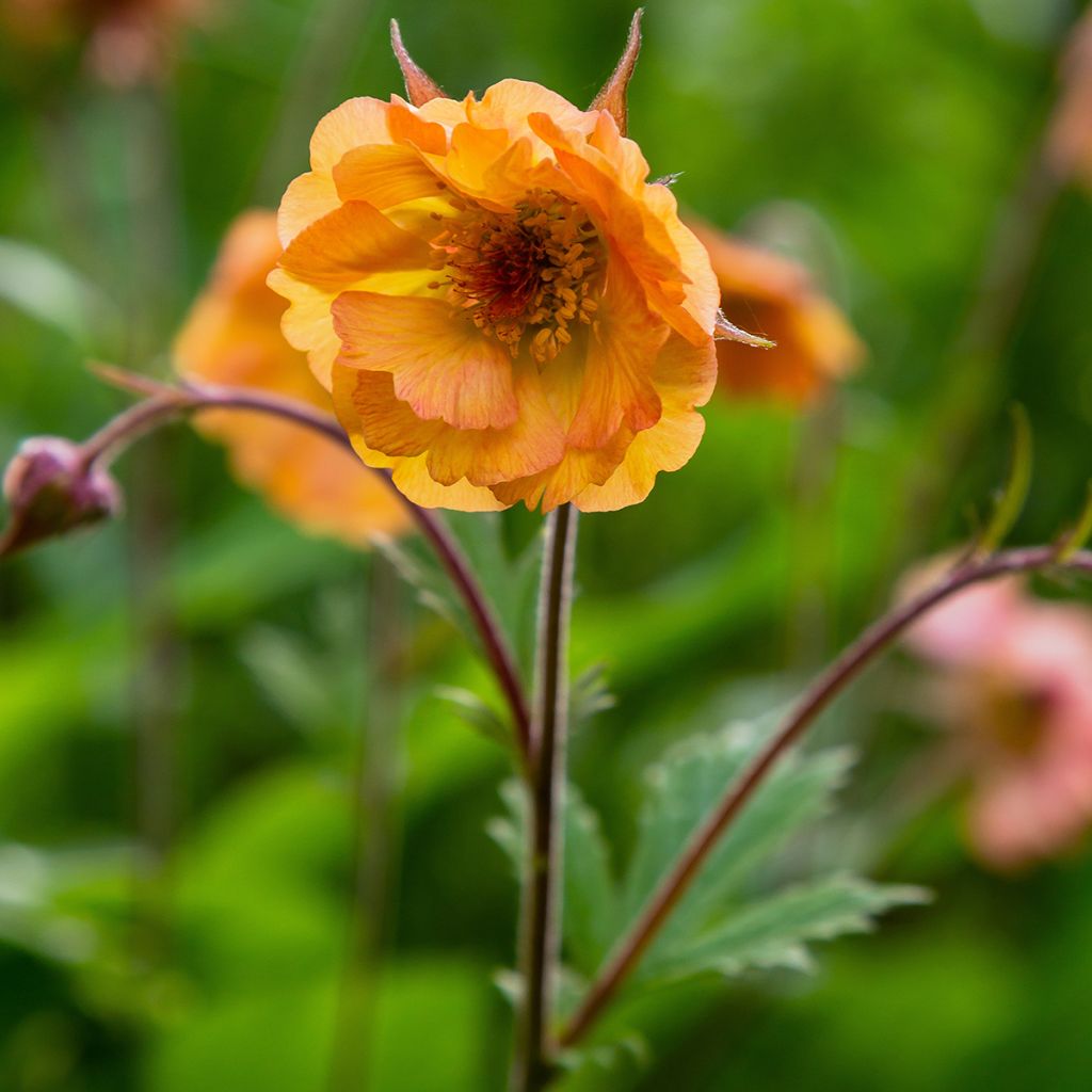 Geum Totally Tangerine - Benoîte orange vif