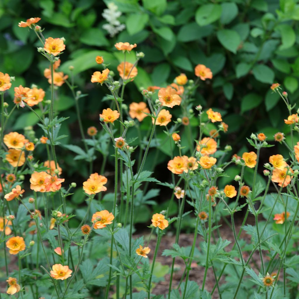 Geum Totally Tangerine - Benoîte orange vif