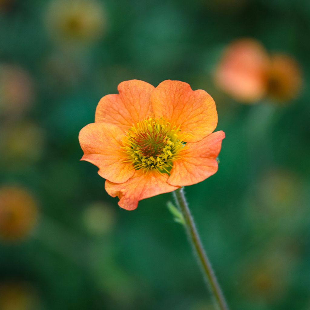 Geum Totally Tangerine - Benoîte orange vif