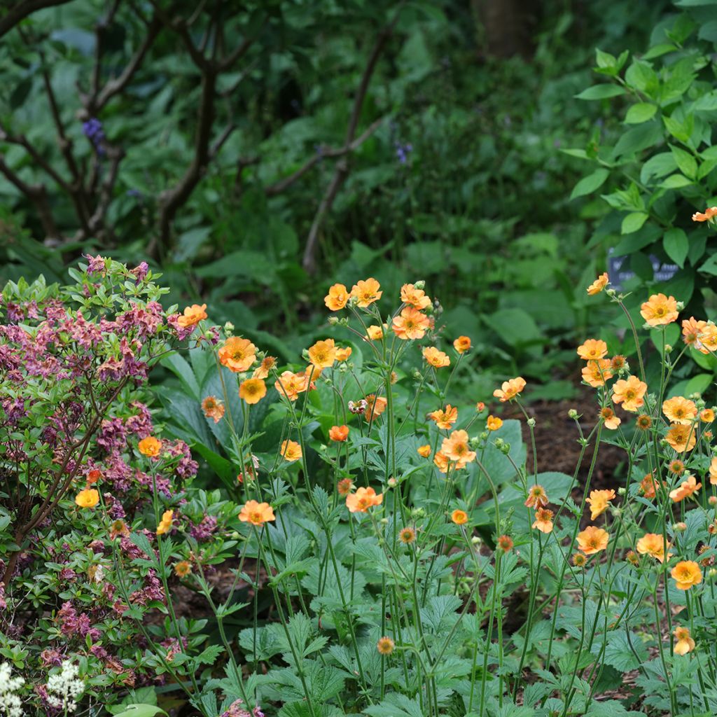 Geum Totally Tangerine - Benoîte orange vif