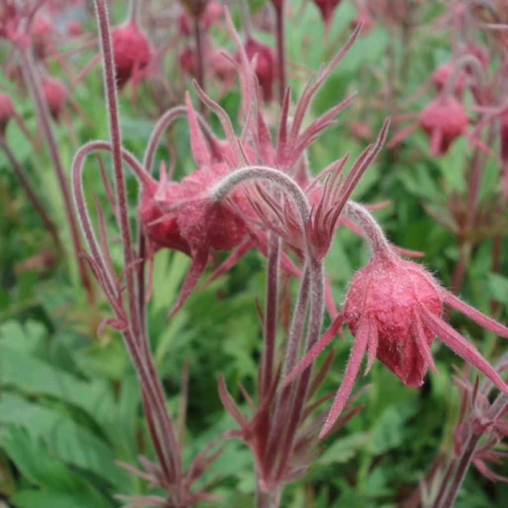 Benoîte - Geum triflorum