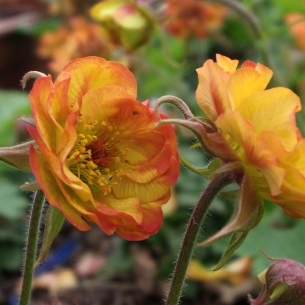 Geum Tutti Fruttii - Benoîte jaune orangé