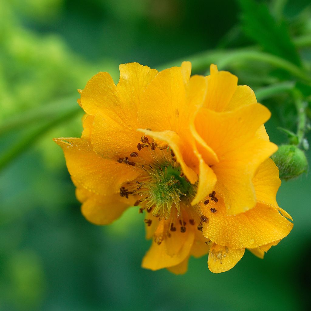 Geum chiloense Lady Stratheden - Benoîte