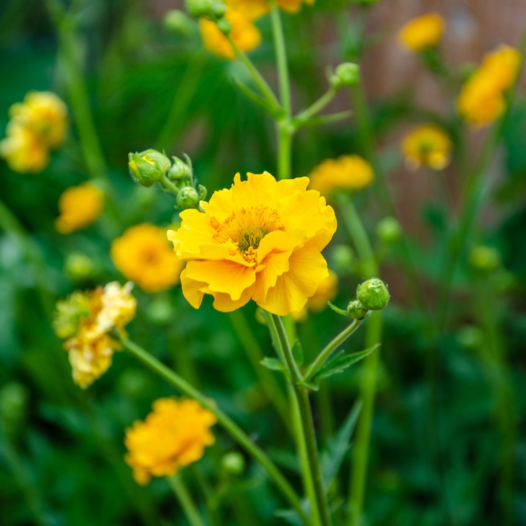 Geum chiloense Lady Stratheden - Benoîte