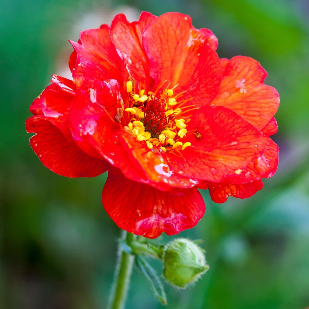 Geum chiloense Mrs Bradshaw - Benoîte rouge écarlate