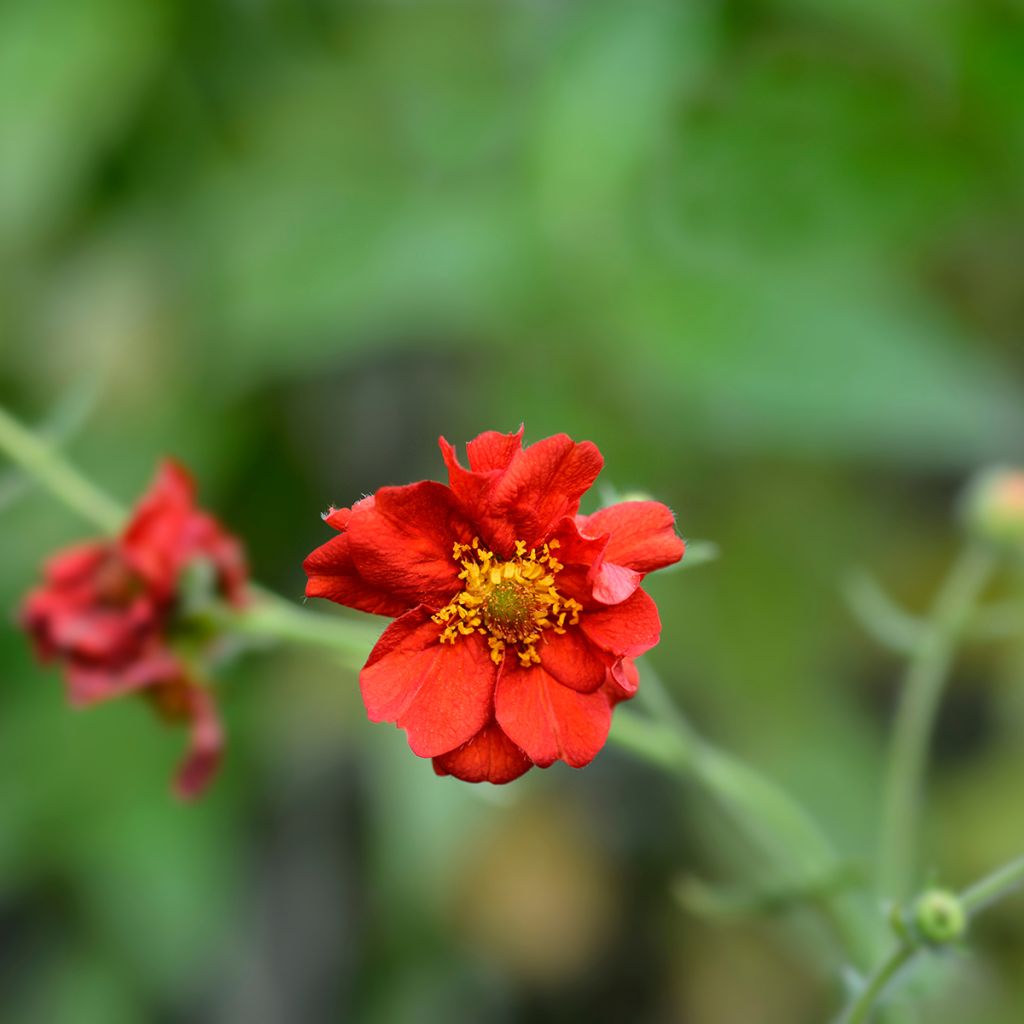 Geum chiloense Mrs Bradshaw - Benoîte rouge écarlate