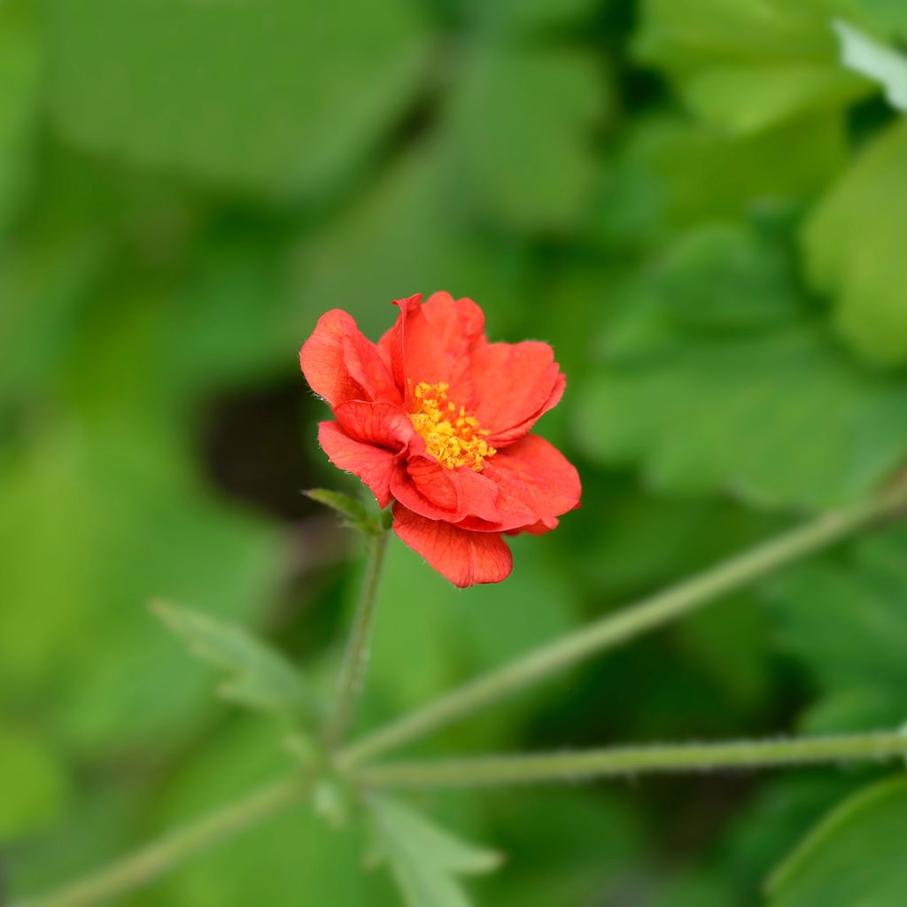 Geum chiloense Mrs Bradshaw - Benoîte rouge écarlate