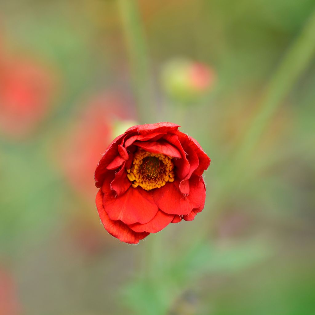 Geum chiloense Mrs Bradshaw - Benoîte rouge écarlate