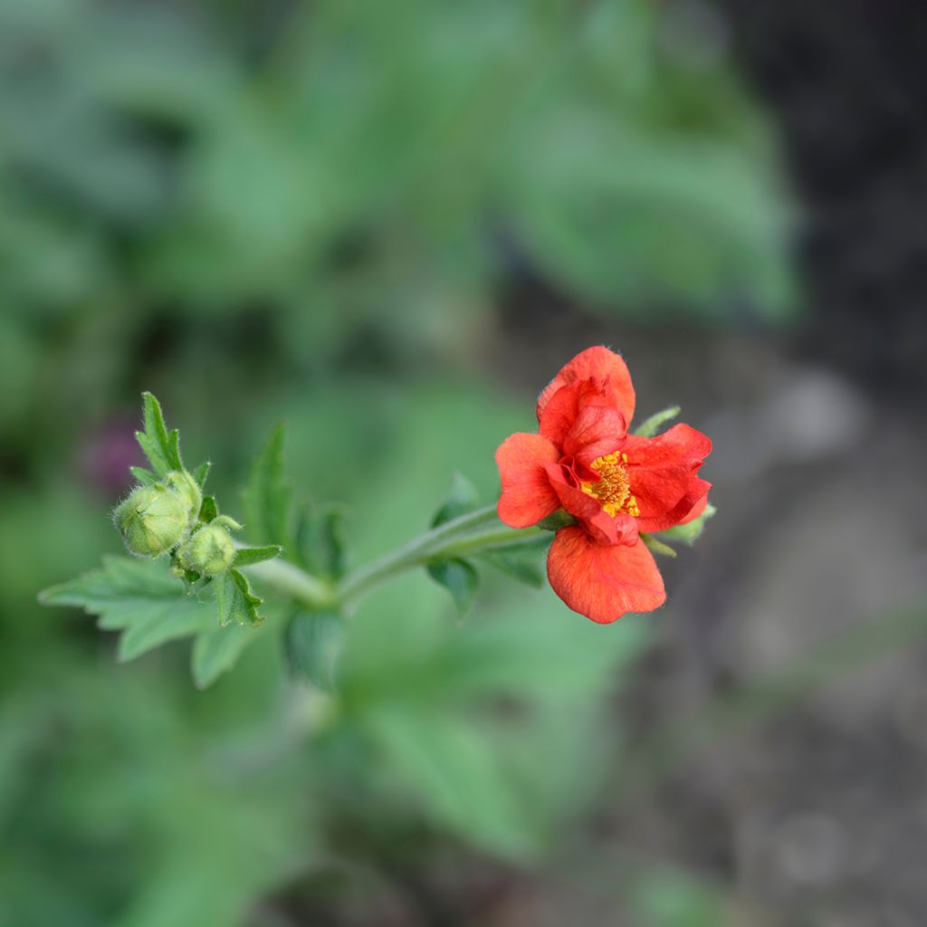 Geum chiloense Mrs Bradshaw - Benoîte rouge écarlate