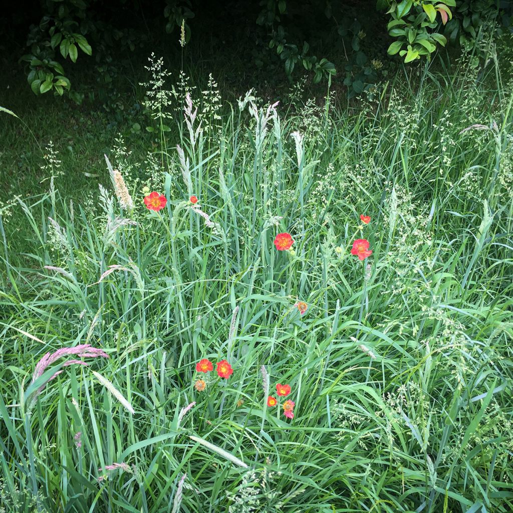 Geum chiloense Mrs Bradshaw - Benoîte rouge écarlate