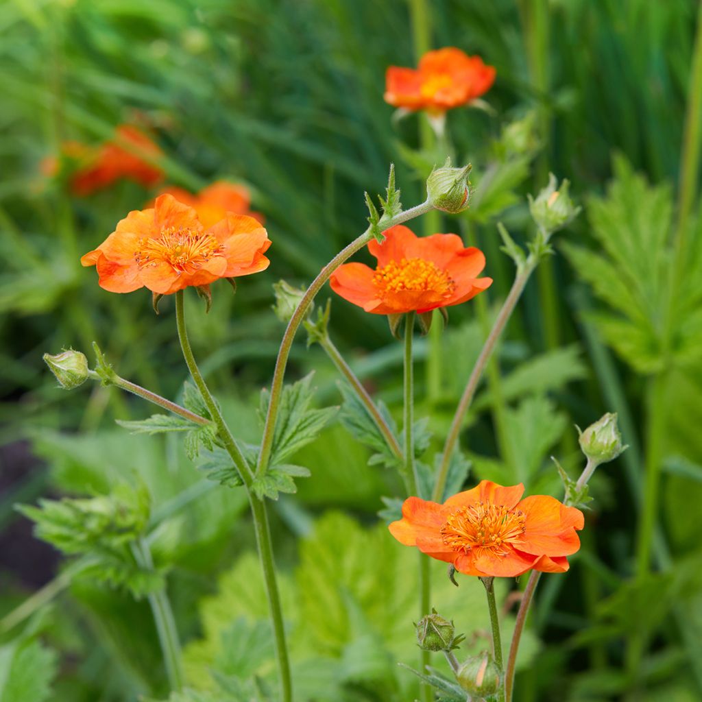 Geum coccineum Feuermeer - Benoîte orangée