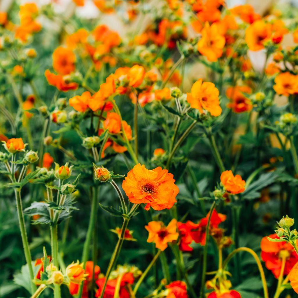 Geum coccineum Feuermeer - Benoîte orangée