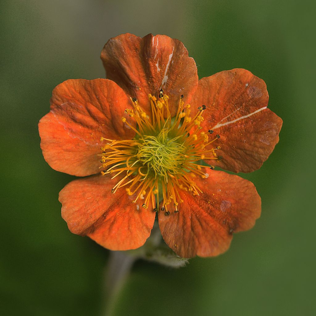 Geum coccineum Feuermeer - Benoîte orangée