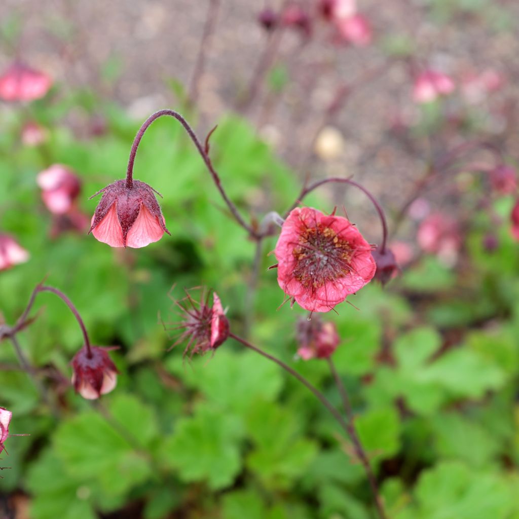 Geum rivale Leonard's Variety - Benoîte des Rives