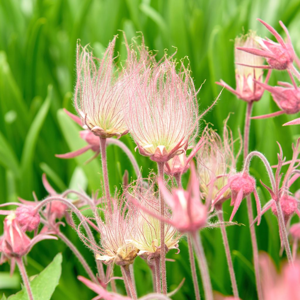 Geum triflorum - Benoîte rose rougeâtre