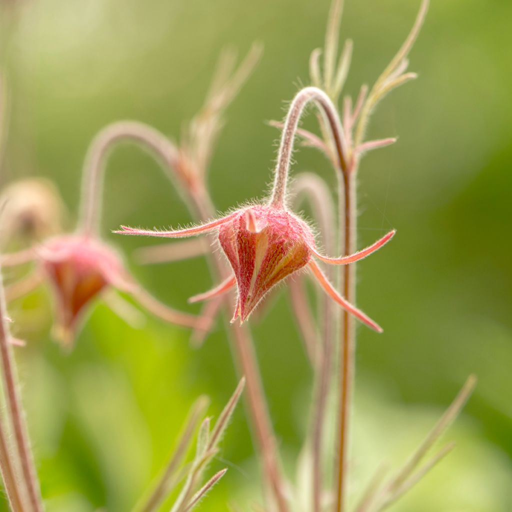 Geum triflorum - Benoîte rose rougeâtre