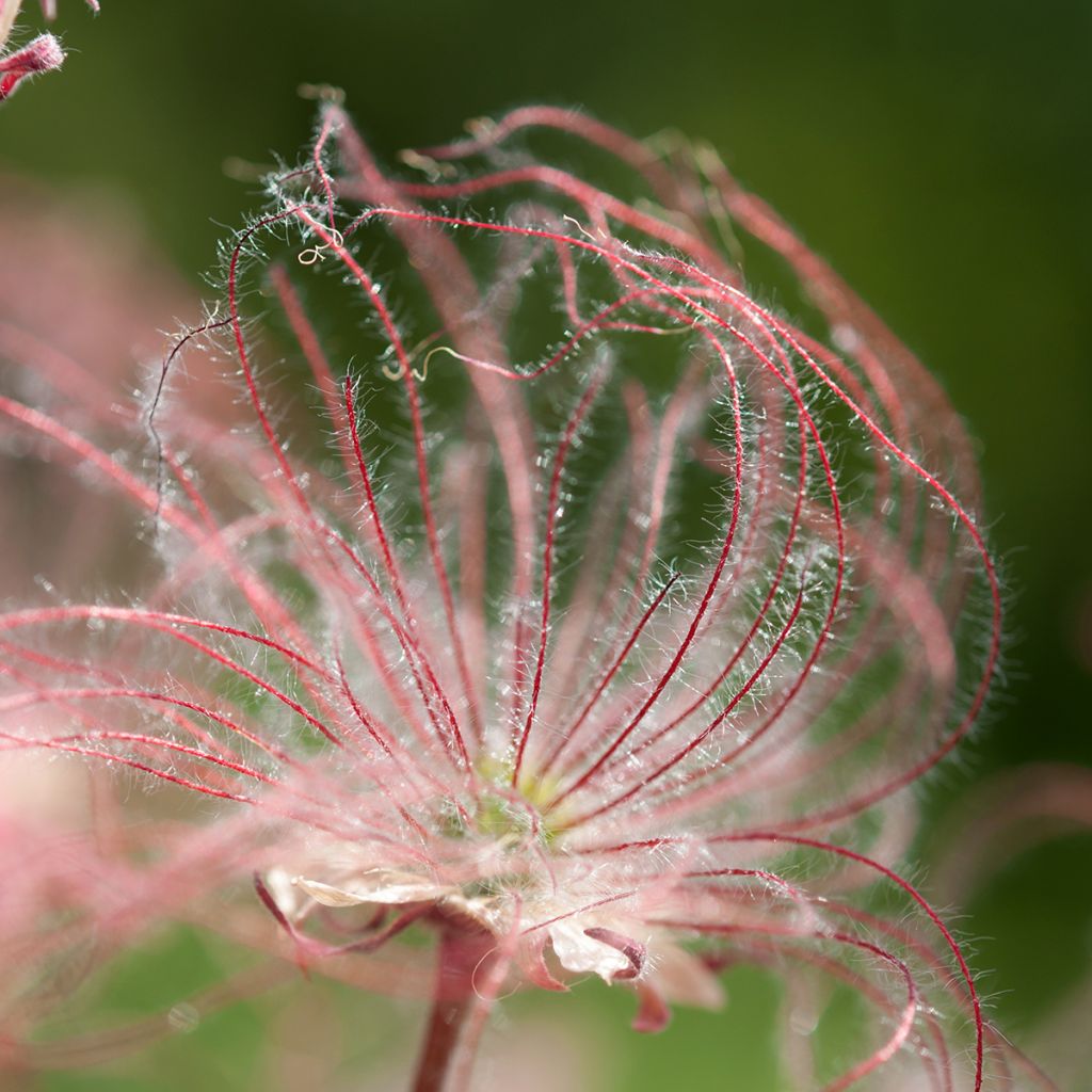 Geum triflorum - Benoîte rose rougeâtre