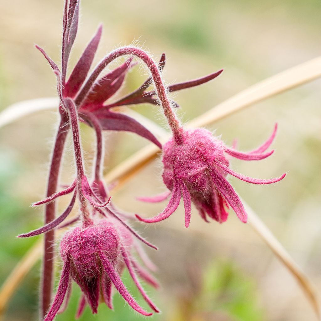 Geum triflorum - Benoîte rose rougeâtre