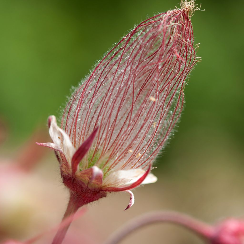 Geum triflorum - Benoîte rose rougeâtre