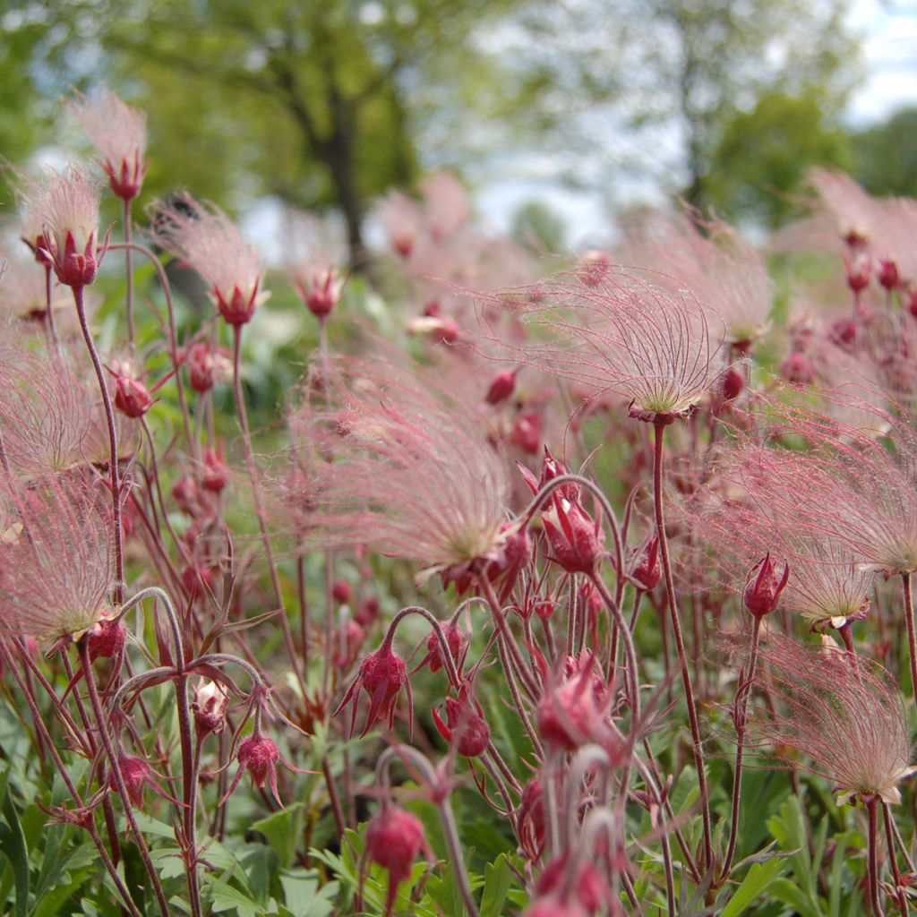 Geum triflorum - Benoîte rose rougeâtre